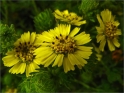sm 756 Yellow Hayfield Tarweed
